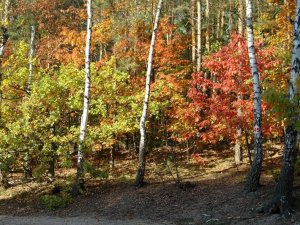 polana_pociecha_5_20110411_1353748357